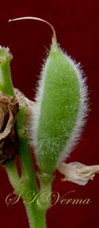  Young legume